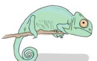 Морская свинка. Проблемы с почками, МКБ, вздутие кишечника…