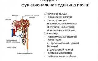 Роль почек в жизнеобеспечении организма человека и их функции