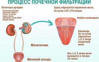 Что такое первичная моча, как и где она образуется, из чего состоит?