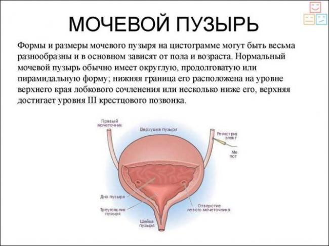 mochevoi-puzir.jpg