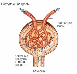 Obrazovanie-mochi-312x300.png