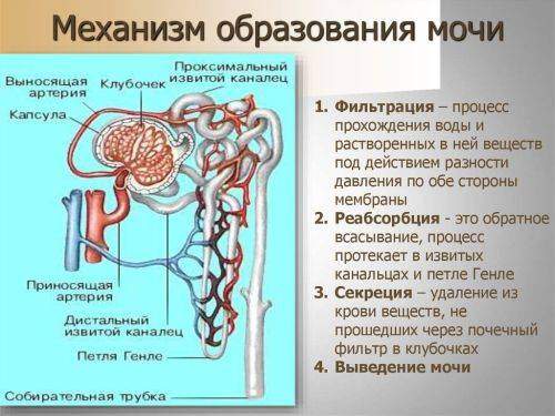 obr_moch.jpg