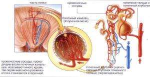 img-pochke-Poliuriya-u-zhenshhin2-e1504441776383-300x155.jpg