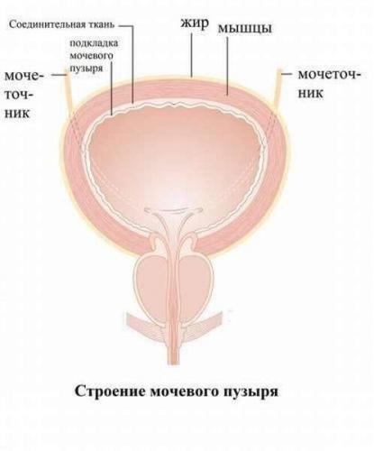 Строение мочевого пузыря