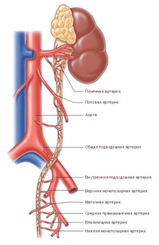 ureter1.jpg