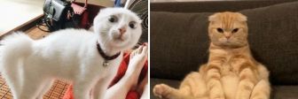 25_foto_kotorye_dokazyvayut_chto_koshki_-_guru_trollinga_0.jpeg