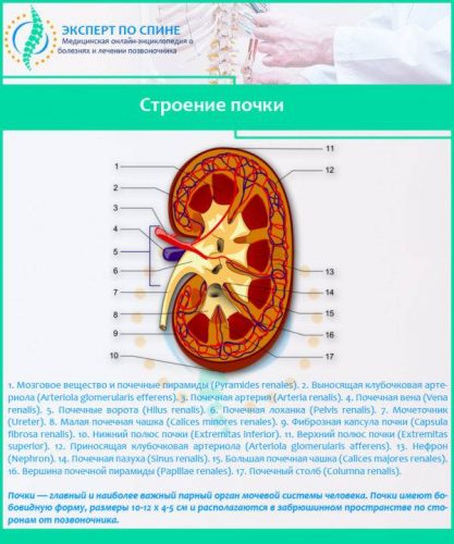 Строение-почки-600x720.jpg