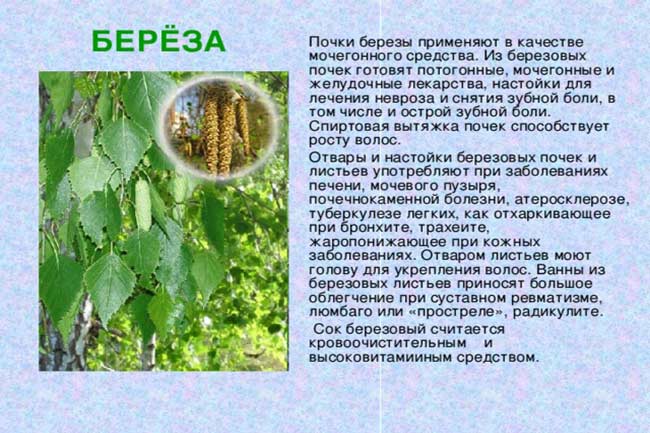 Lechenie-berezovymi-pochkami-i-listjami.jpg