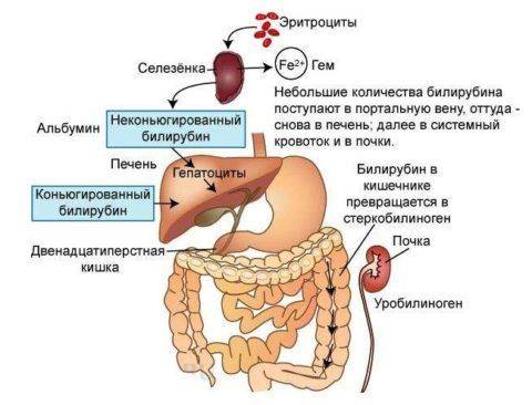 obmen-zhelchnogo-pigmenta-480x366.jpg