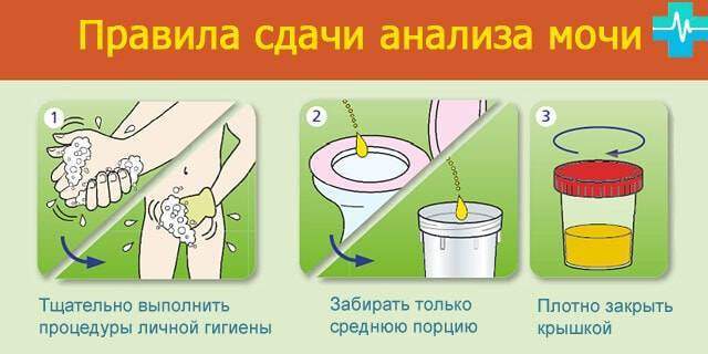 Lechis-o41-min.jpg.pagespeed.ce.uXjxsyMG0o.jpg