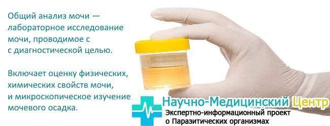 Lechis-o42-min.jpg.pagespeed.ce.q1y3spPHp1.jpg