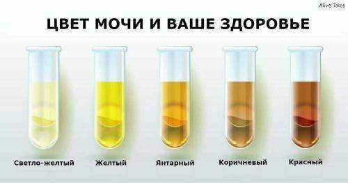 cvet_moch_analis.jpg