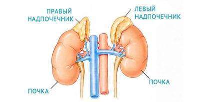 pochki-i-nadpochechniki-399x205.jpg