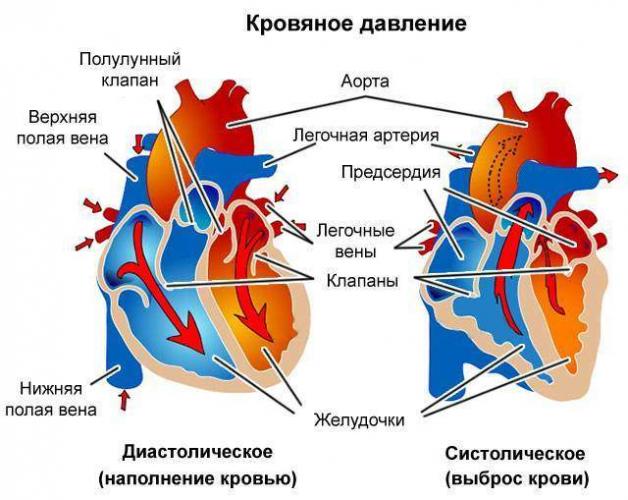 krovyanoe-davlenie.jpg