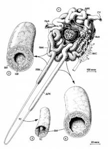 v-moche-epiteliy-pochechnyy-3-217x300.png